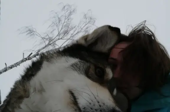 Собака-волк найдена в Саранске