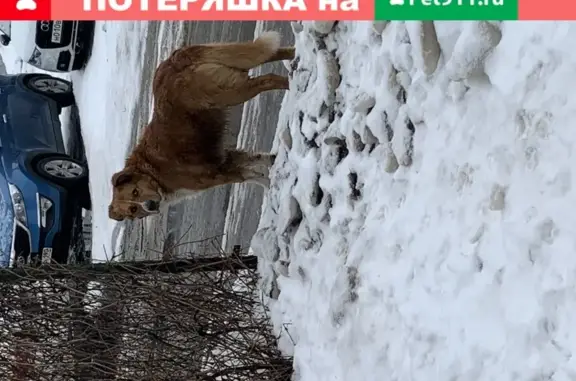 Найден пёс на ул. Гудкова, д. 7 в Жуковском