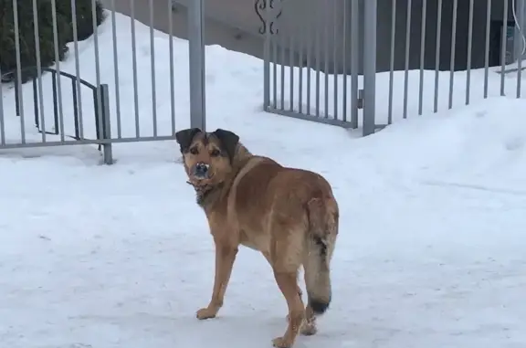 Найдена домашняя собака Рудик в Ярославле