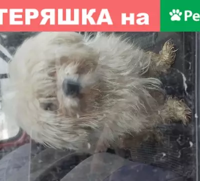 Найдена собака на Ворошиловке в Н. Новгороде