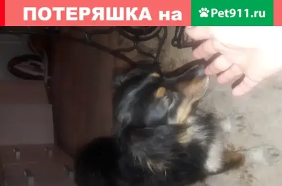 Собаки потеряшки, Нижний Новгород, фото: Потеряшка собака в Нижнем Новгороде