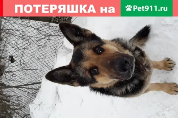 Собака-овчарка найдена в Домодедово.