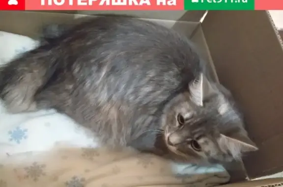 Найдены две молодые кошки в Южном Бутово, нужен хозяин.