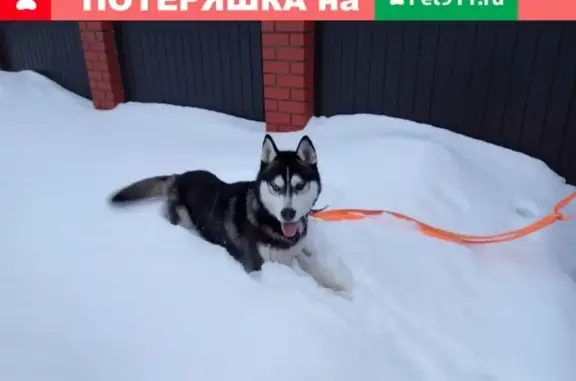 Собака найдена на трассе Богородск - Н.Новгород, Нижний Новгород.