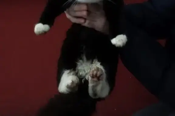 Найден ручной котик в Москве