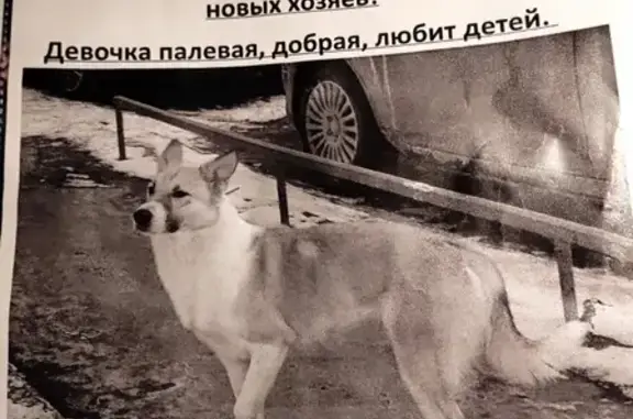 Ухоженная девочка-собака с течкой найдена в Москве