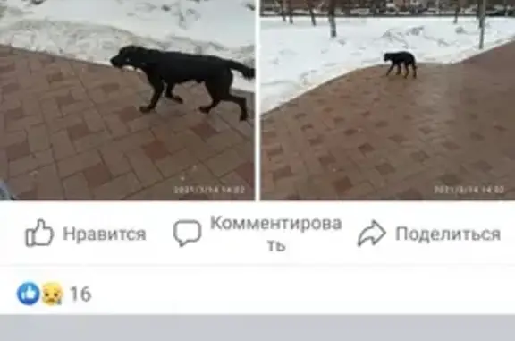 Найден чёрный терьер без ошейника в Марьино, Москва