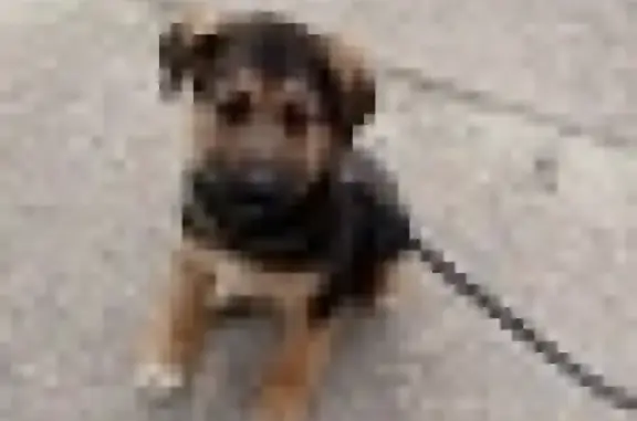 Найден щенок в Севастополе на ул. Музыки-Коробкова-Короленко-Н.Ониловой