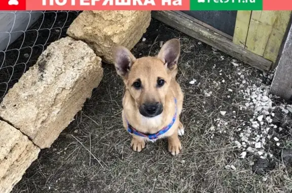 Пропал щенок Малыш на ул. Эльдара Халилова, помогите!