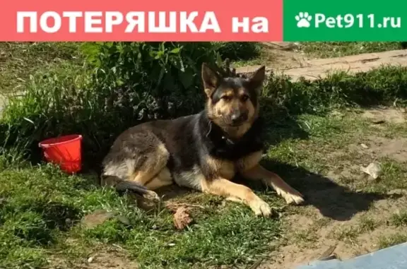 Пропала овчарка в районе Радиостроя, Краснодарский край