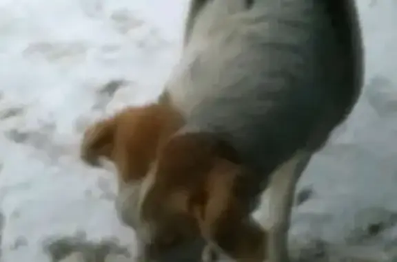 Пропала белая собака с черными пятнами в Щёлково