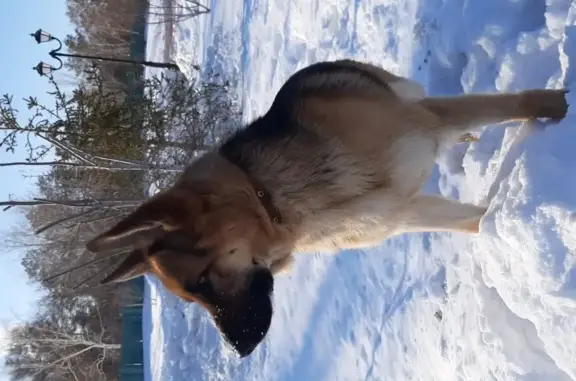 Найдена собака в Оренбурге с ошейником