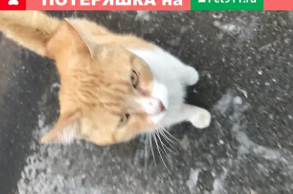 Найдена рыжая кошка на ул. Бабушкина, СПб