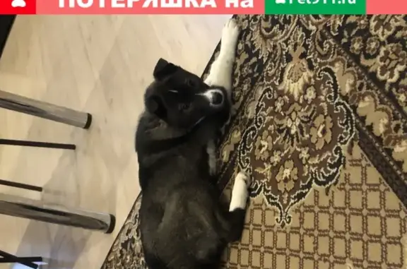 Найден щенок на Петровском/Вороновке в Казани