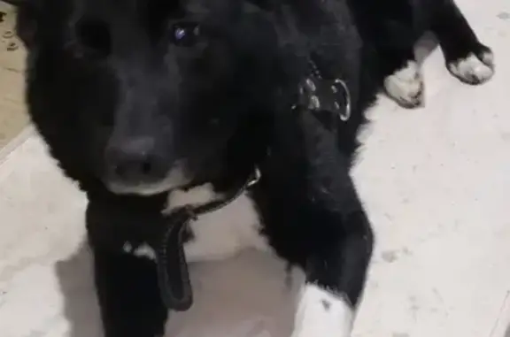 Найдена собака Лайка в Москве