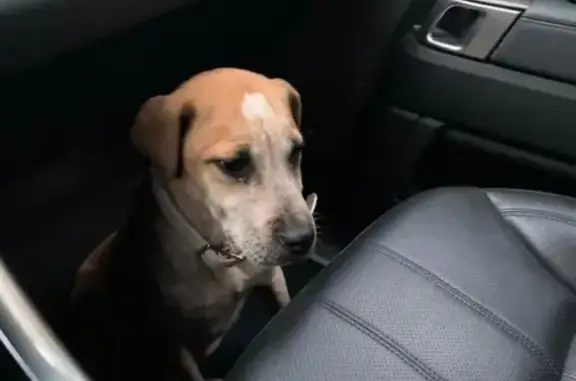 Собака найдена в Сочи