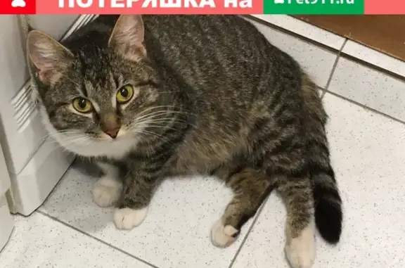 Найдена кошка с кисточками на ушах в Москве, д.46 ул.Барышиха