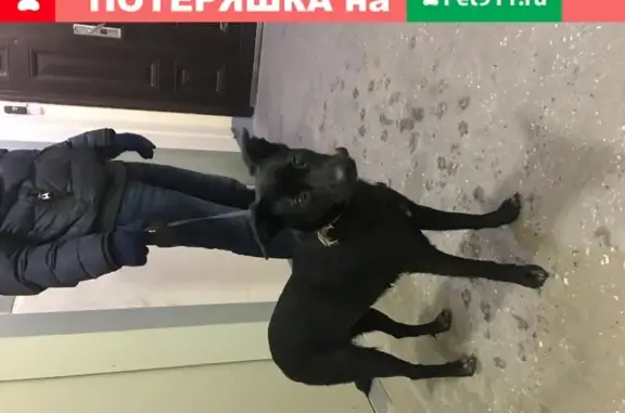 Найдена собака в мкр Град Московский без номера на ошейнике