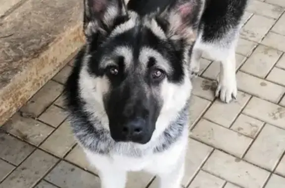 Собаки потеряшки, Липецк, фото: Потеряшкаи собаки в Новодмитриевке: мальчик чепрачного окраса и кобель лабрадора.