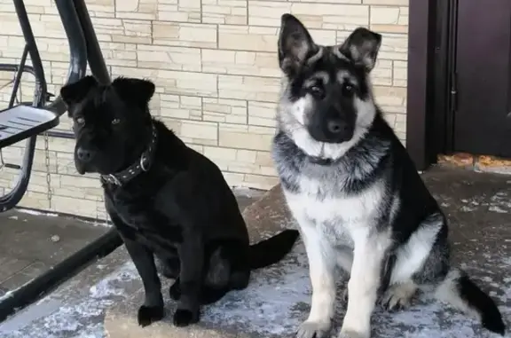 Собаки потеряшки, Липецк, фото: Потеряшкаи собаки в селе Новодмитриевка!