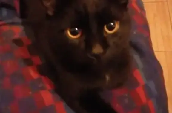 Кошки потеряшки, Тамбов, фото: Потеряшка кошка Маркиз в Тамбове, ул. Куйбышева 8