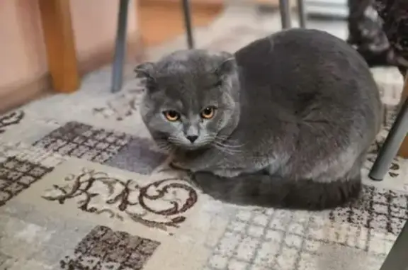 Найден кот без ошейника в Краснодаре