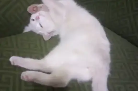 Пропал белый котик 