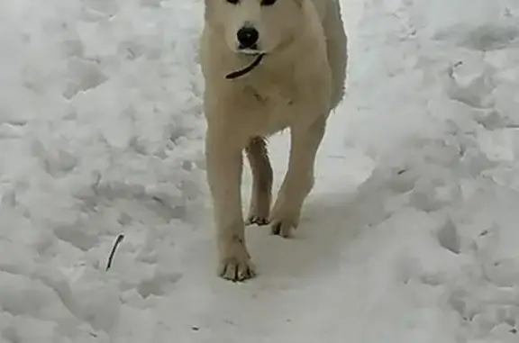 Собака Светлая с коричневым пятнышком на бровке в Москве