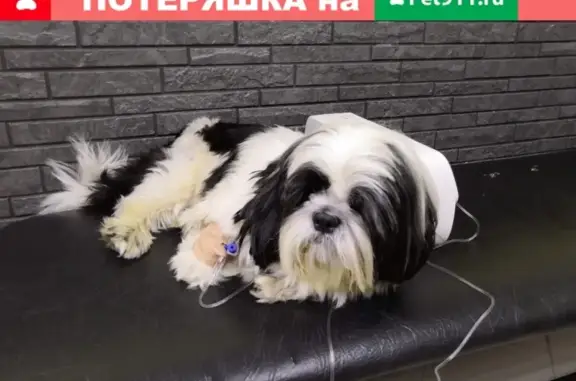 Пропала собака Джек породы ши-тцу в Омске.