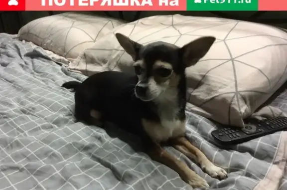 Найдена собака на ул. Генерала Смирнова, Подольск