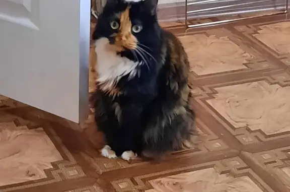 Пропала кошка Муся в Белгороде