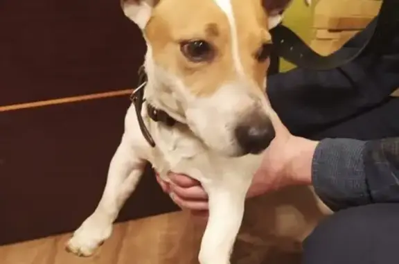 Собака Кабель найдена на 4-й Кольцевой улице в Ростове
