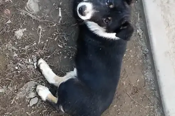 Найден щеночек на Домбайской, 55 в Краснодаре