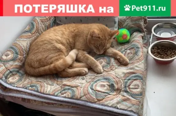 Ласковая рыжая кошка найдена в Санкт-Петербурге