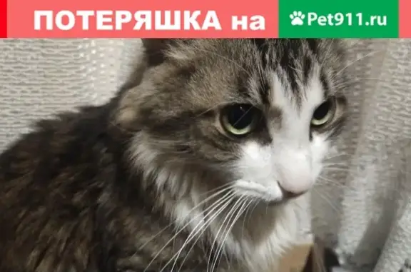 Крупный кот найден в Москве