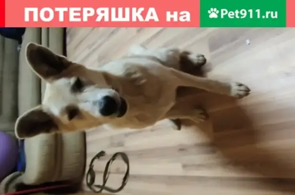 Пропала собака в Боровском районе, Калужская область