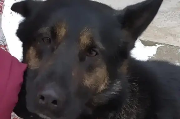 Собака овчарка найдена в Санкт-Петербурге