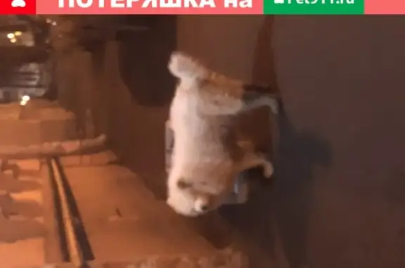 Белая пушистая собака в Московском районе СПб