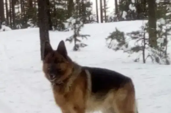 Потерянные животные Сургут, фото: Пропала собака Немецкая овчарка в Сургуте
