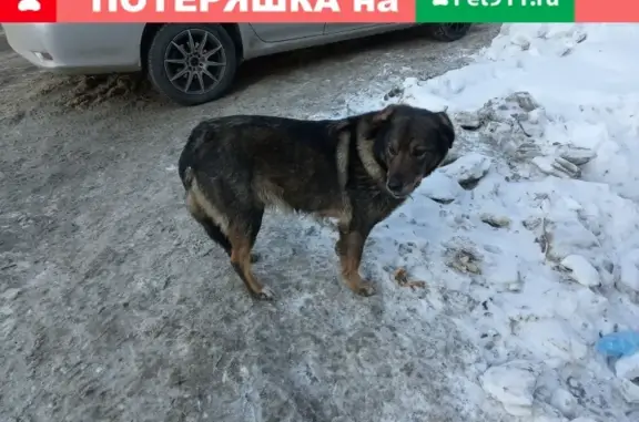 Собака с брезентовым ошейником на пр. Кирова, 25 (37 символов)