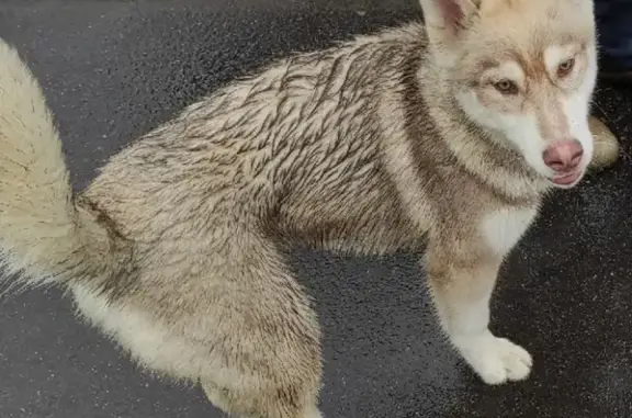 Найден щенок хаски в Одинцово