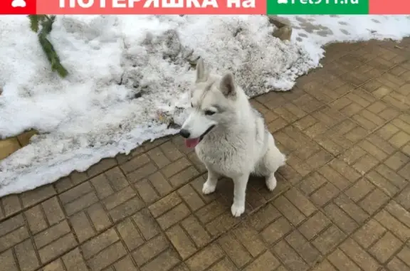 Найдена молодая собака Хаски/лайка в Кимрском районе