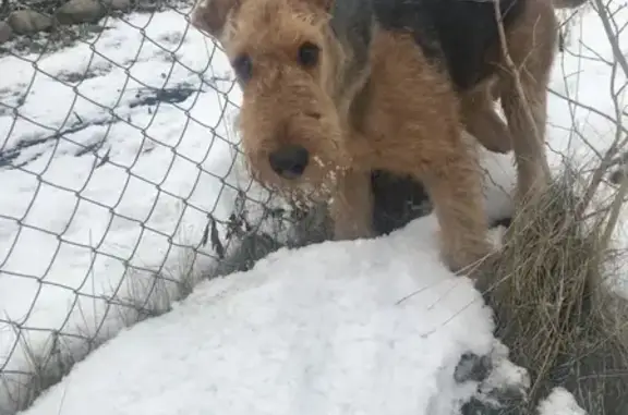 Найдена собака и мальчик в Эльдер-Терер, Шейновка