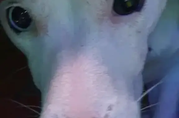 Пропала белая собака Джек Расл с коричневыми ушами и точкой на лбу в Туле