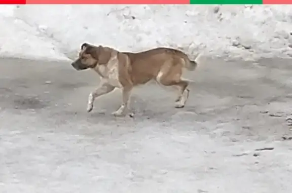 Собака найдена в Истре (с фото)
