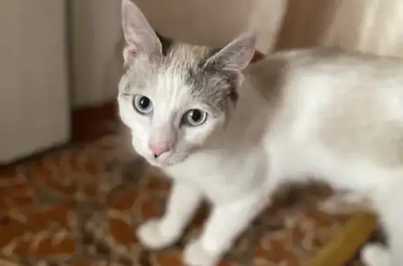 Пропала кошка Мила в Селе Прималкинское, Прохладный