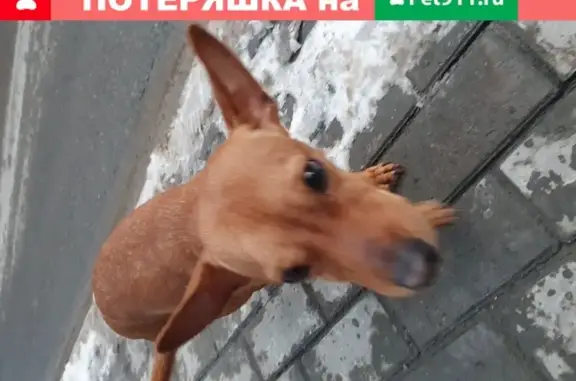 Найдена собака у Елецкой 3 в Тюмени