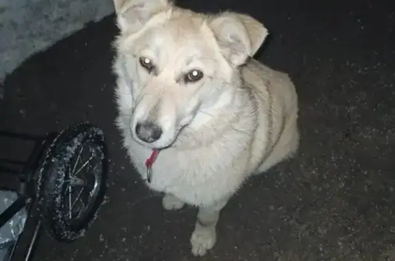 Найдена собака на станции Тарасовка, Пушкинский район