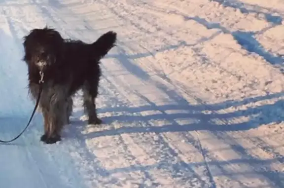 Пропала собака в Южно-Сахалинске