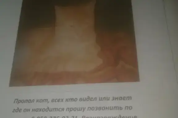 Кошки потеряшки, Санкт-Петербург, фото: Потеряшка кошка Котек в Санкт-Петербурге